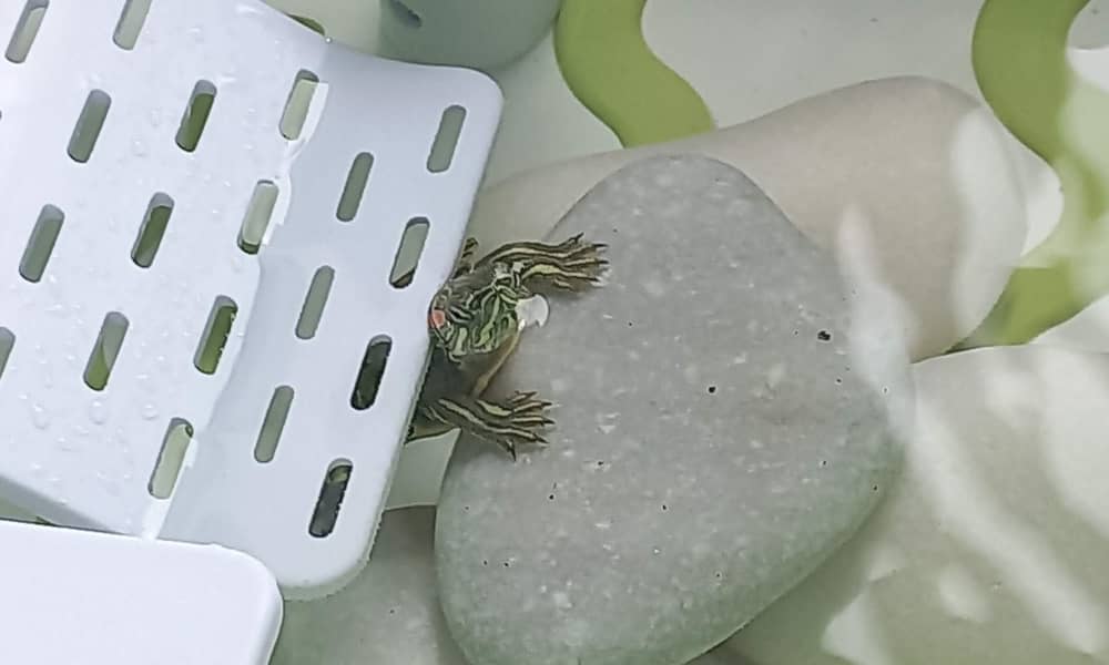 1 inch small red eared slider turtle